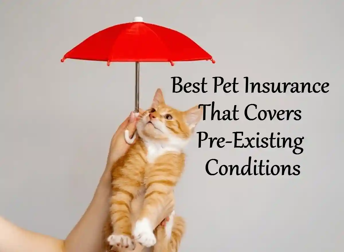 Pet Insurance That Covers Pre-Existing Conditions (2025)